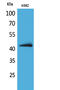 Junctional Adhesion Molecule 2 antibody, A04298-1, Boster Biological Technology, Western Blot image 