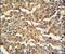 Keratin 19 antibody, PA5-12431, Invitrogen Antibodies, Immunohistochemistry frozen image 