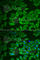 Corticotropin Releasing Hormone Binding Protein antibody, A6568, ABclonal Technology, Immunofluorescence image 