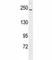 RPTOR Independent Companion Of MTOR Complex 2 antibody, F50243-0.4ML, NSJ Bioreagents, Western Blot image 