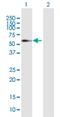 Elongation Factor For RNA Polymerase II 3 antibody, H00080237-B02P, Novus Biologicals, Western Blot image 