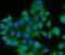 RAB13, Member RAS Oncogene Family antibody, A04339, Boster Biological Technology, Immunofluorescence image 