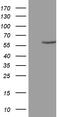Zinc Finger Protein 213 antibody, M15093, Boster Biological Technology, Western Blot image 