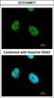 Activating Transcription Factor 7 antibody, GTX104817, GeneTex, Immunocytochemistry image 