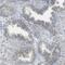 Zinc Finger Protein 516 antibody, NBP1-93685, Novus Biologicals, Immunohistochemistry frozen image 