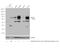 Interferon Gamma Receptor 1 antibody, PA5-27841, Invitrogen Antibodies, Western Blot image 