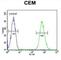 CD37 Molecule antibody, abx025865, Abbexa, Western Blot image 