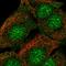 VPS10 domain-containing receptor SorCS2 antibody, HPA061916, Atlas Antibodies, Immunofluorescence image 