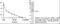 E74 Like ETS Transcription Factor 3 antibody, PA1-16864, Invitrogen Antibodies, Western Blot image 