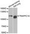 Trafficking Protein Particle Complex 10 antibody, STJ28860, St John