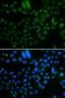 Natriuretic Peptide A antibody, orb48473, Biorbyt, Immunofluorescence image 