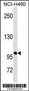 General Transcription Factor IIIC Subunit 3 antibody, 60-499, ProSci, Western Blot image 