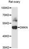 Dermokine antibody, LS-C748892, Lifespan Biosciences, Western Blot image 