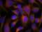 Myosin Light Chain 12A antibody, 79-560, ProSci, Immunofluorescence image 