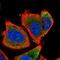 Ubiquitin-like protein FUBI antibody, NBP2-32413, Novus Biologicals, Immunofluorescence image 