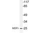 MyoD Family Inhibitor antibody, AP21195PU-N, Origene, Western Blot image 