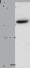 Aldose reductase antibody, TA323142, Origene, Western Blot image 