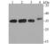 STIP1 Homology And U-Box Containing Protein 1 antibody, NBP2-75440, Novus Biologicals, Western Blot image 