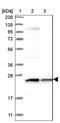 Glutathione S-Transferase Kappa 1 antibody, NBP1-89726, Novus Biologicals, Western Blot image 