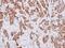 Isocitrate Dehydrogenase (NAD(+)) 3 Alpha antibody, NBP2-16916, Novus Biologicals, Immunohistochemistry frozen image 