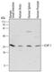 Integrin Subunit Beta 1 Binding Protein 1 antibody, AF6805, R&D Systems, Western Blot image 