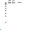 CD11b antibody, LS-C813356, Lifespan Biosciences, Western Blot image 