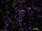 CD55 Molecule (Cromer Blood Group) antibody, BAF2009, R&D Systems, Immunofluorescence image 