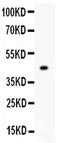 Mitofusin 1 antibody, PA5-79665, Invitrogen Antibodies, Western Blot image 