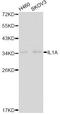 Interleukin 1 Alpha antibody, A1316, ABclonal Technology, Western Blot image 