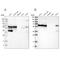 LUC7 Like 3 Pre-MRNA Splicing Factor antibody, PA5-53816, Invitrogen Antibodies, Western Blot image 