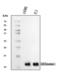 Glutaredoxin antibody, A03392-1, Boster Biological Technology, Western Blot image 