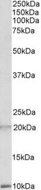 Defensin Alpha 1B antibody, PA5-19228, Invitrogen Antibodies, Western Blot image 