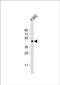 LUC7 Like antibody, PA5-72487, Invitrogen Antibodies, Western Blot image 