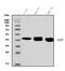 Betaine--Homocysteine S-Methyltransferase antibody, A06712-1, Boster Biological Technology, Western Blot image 