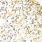 VANGL Planar Cell Polarity Protein 2 antibody, A04309, Boster Biological Technology, Immunohistochemistry frozen image 