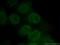 Homeobox B7 antibody, 12613-1-AP, Proteintech Group, Immunofluorescence image 