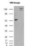 Cell adhesion molecule 1 antibody, NB300-186, Novus Biologicals, Western Blot image 