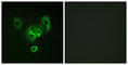 STEAP2 Metalloreductase antibody, abx013706, Abbexa, Western Blot image 