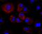 Haptoglobin antibody, A00062-2, Boster Biological Technology, Immunocytochemistry image 
