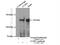 Leucine Zipper Protein 1 antibody, 17483-1-AP, Proteintech Group, Immunoprecipitation image 