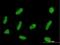 Zinc Finger Protein 254 antibody, H00009534-B01P, Novus Biologicals, Immunofluorescence image 
