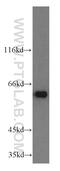 hRap1 antibody, 14595-1-AP, Proteintech Group, Western Blot image 