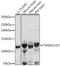 Transmembrane protein 132D antibody, A10361, Boster Biological Technology, Western Blot image 