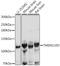 Transmembrane Protein 132D antibody, A10361, Boster Biological Technology, Western Blot image 