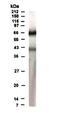 RAD17 Checkpoint Clamp Loader Component antibody, NB100-173, Novus Biologicals, Western Blot image 