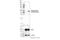 Receptor Interacting Serine/Threonine Kinase 3 antibody, 91702S, Cell Signaling Technology, Western Blot image 