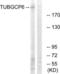 Tubulin Gamma Complex Associated Protein 6 antibody, LS-C119996, Lifespan Biosciences, Western Blot image 