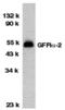 GDNF Family Receptor Alpha 2 antibody, A06103, Boster Biological Technology, Western Blot image 