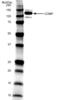 Cartilage Oligomeric Matrix Protein antibody, MCA1455G, Bio-Rad (formerly AbD Serotec) , Enzyme Linked Immunosorbent Assay image 