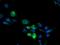 Cytochrome P450 2B6 antibody, MA5-25882, Invitrogen Antibodies, Immunocytochemistry image 